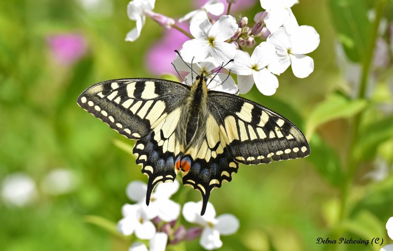 Swallowtail - Macro