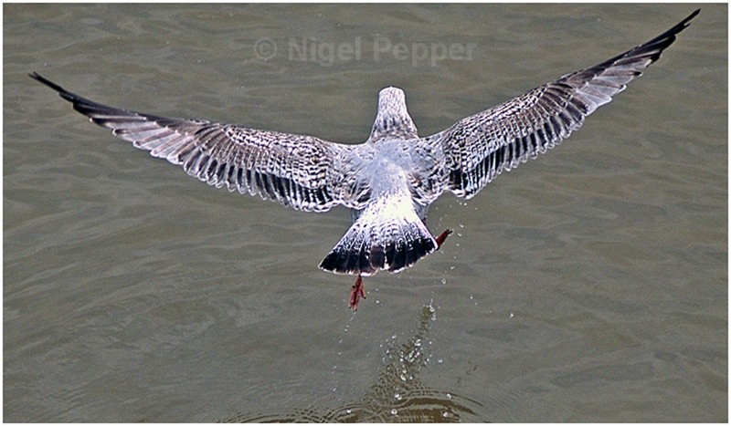 Taking Off (2) - Leggy the Herring Gull