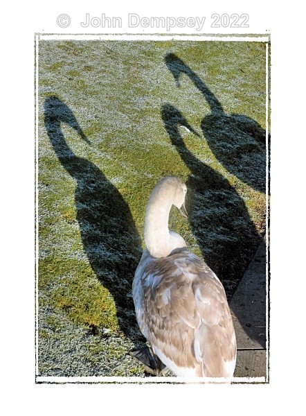 Me And My Shadows - The Curlie