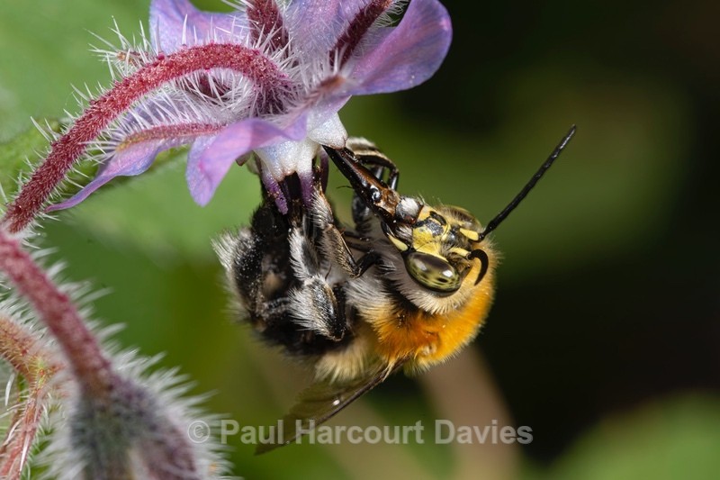Tree Bumble bee (Bombus hypnorum) nectar gathering from a Borage flower - Mikromak & TS Robusto 160