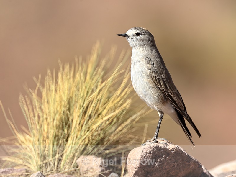 Ochre-naped Ground-Tyrant, Laguna Minique, Chile - Ochre-naped Ground-Tyrant