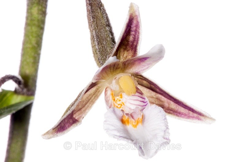  - WB: Orchids - Various