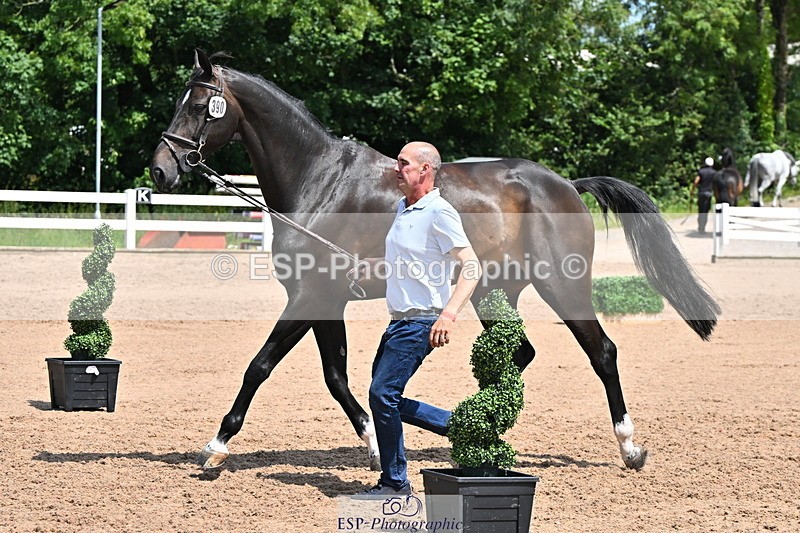 240718A-105258-01398 - Trot Up 12pm to 1pm