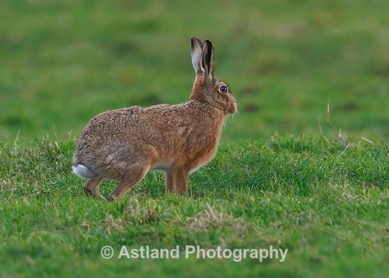 Brown Hare - Latest Images