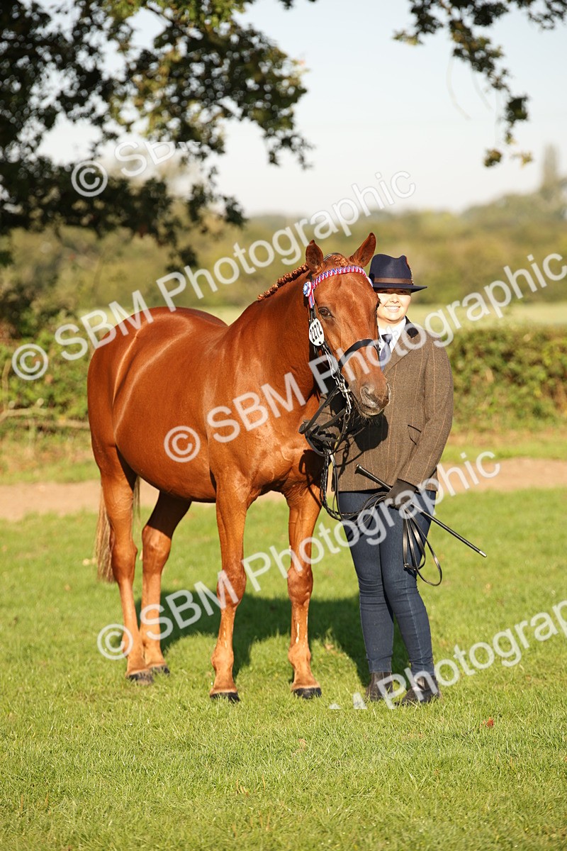 SBM_57583 - S50 - Foreign Breeds In Hand