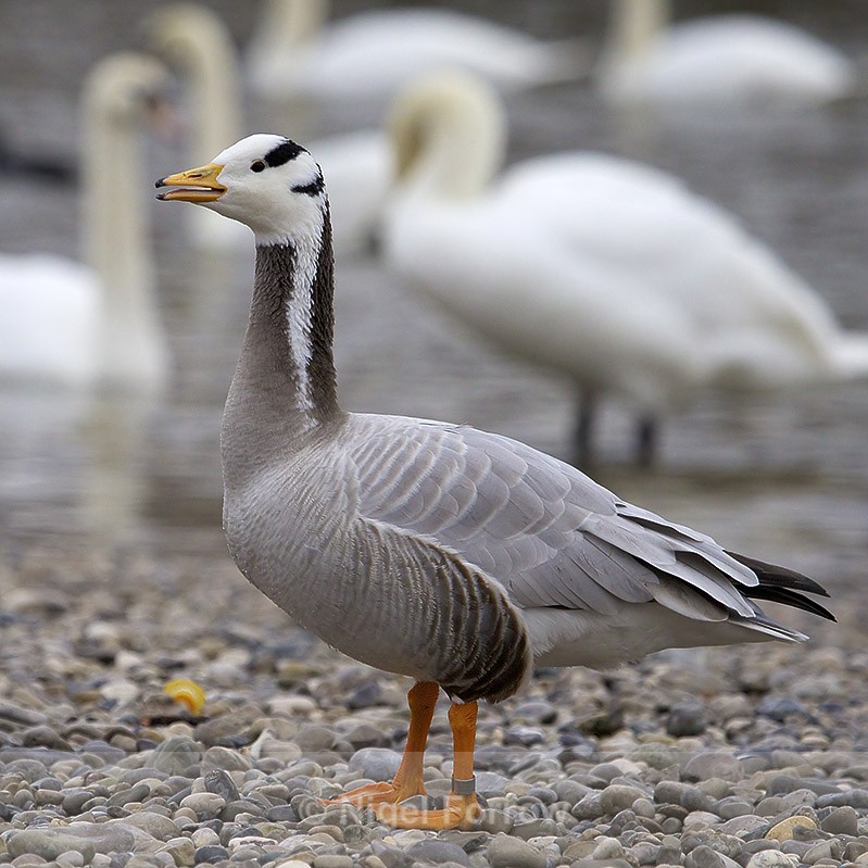 Bar-headed Goose on the edge of the River Isar at Thalkirchen - Bar-headed Goose