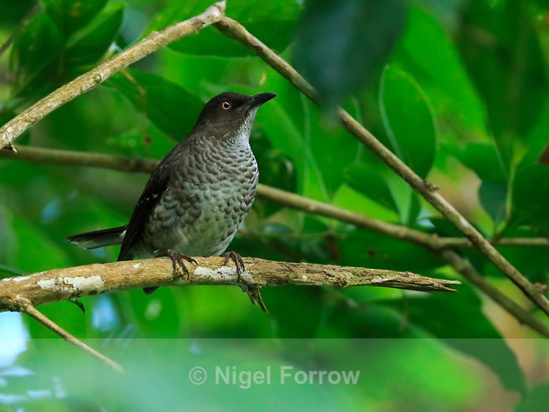 Scaly-breasted Thrasher, St. Lucia - Scaly-breasted Thrasher