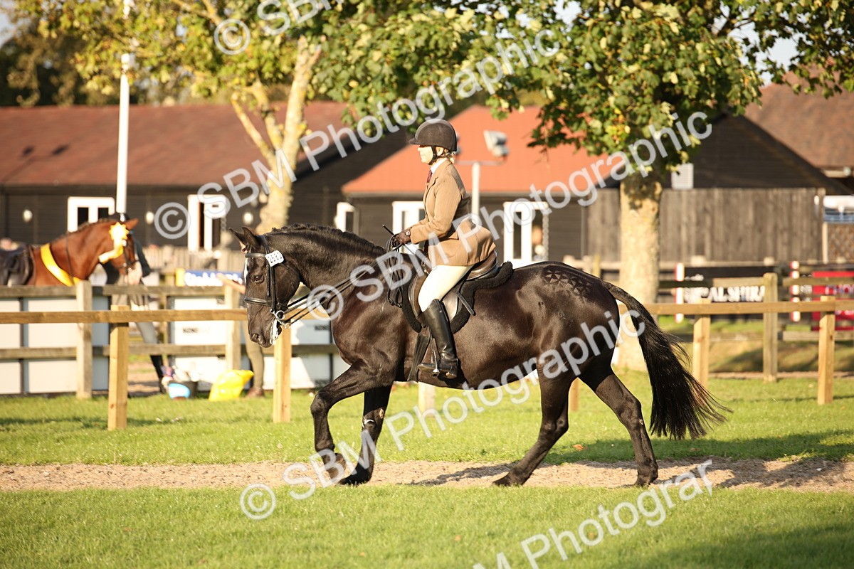 SBM_54429 - S27 - Mature Veteran - Ridden