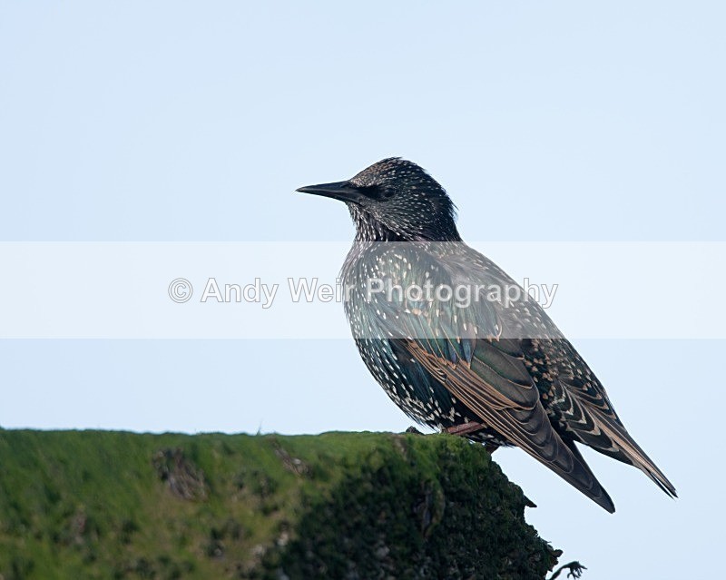20080928-036 - Starlings