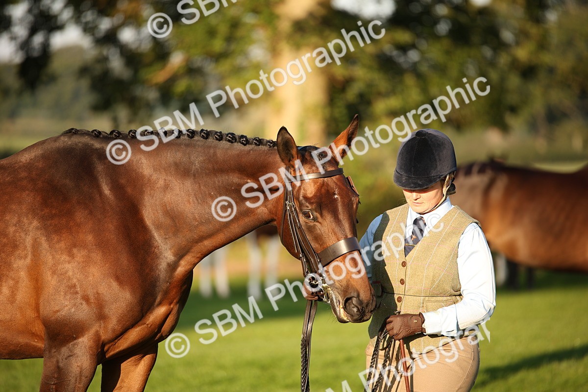 SBM_56884 - S49 - Riding Horse & Hack & Thoroughbred In Hand