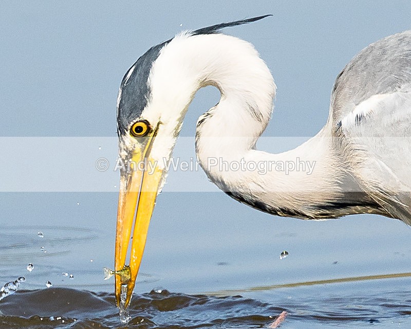 20150420-8E0A8649 - Grey Heron