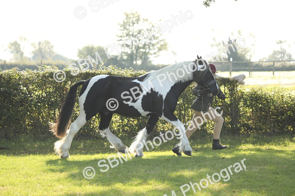 SBM_60897 - S43 - Coloured Pony In Hand