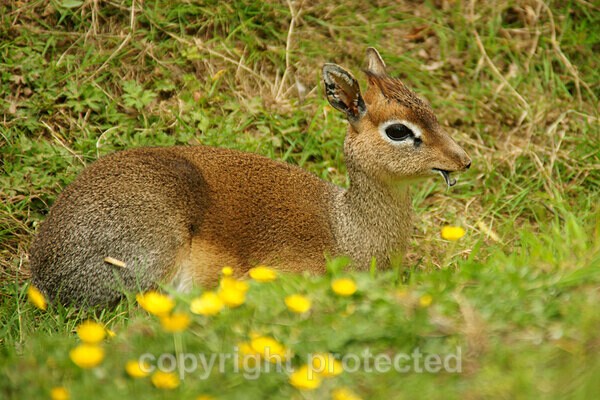 Dik-dik - African Wildlife