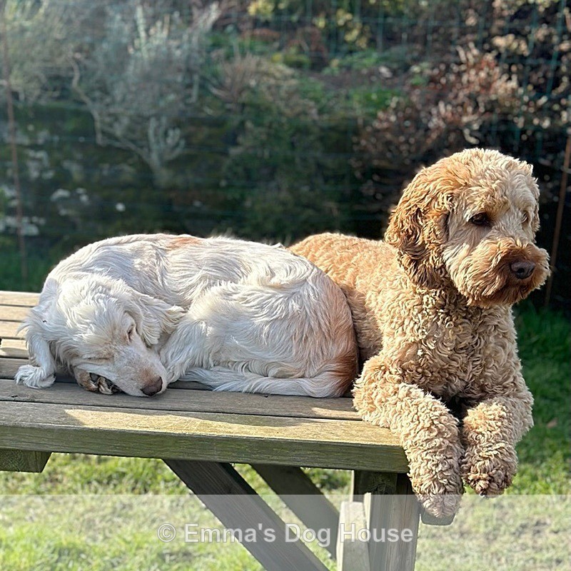  - Pawtraits