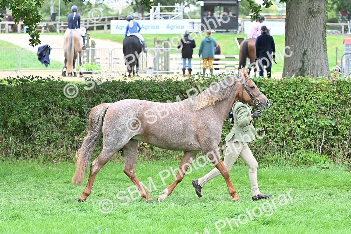 SBM_60986 - S48 - Mountain & Moorland In Hand Small Breeds