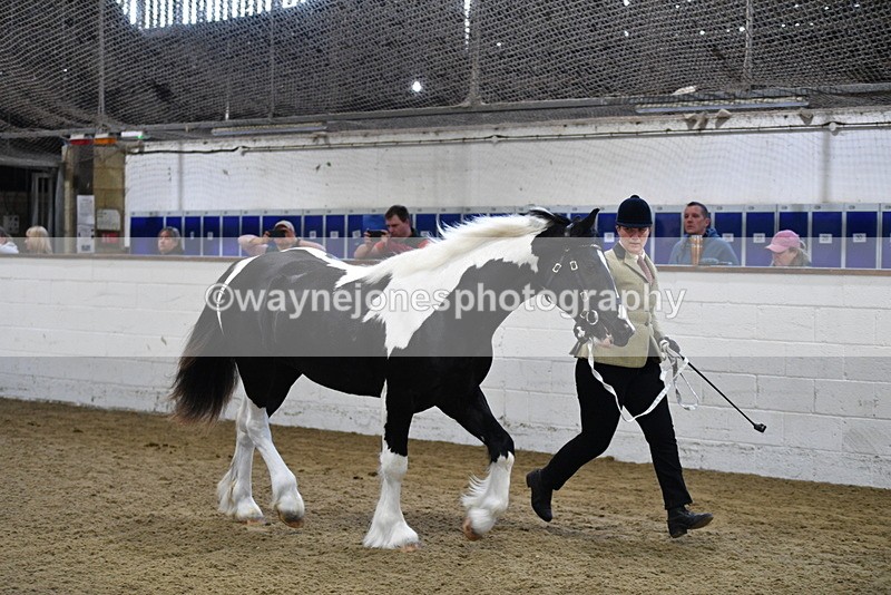 WJ5_3443 - Class 1 Youngstock