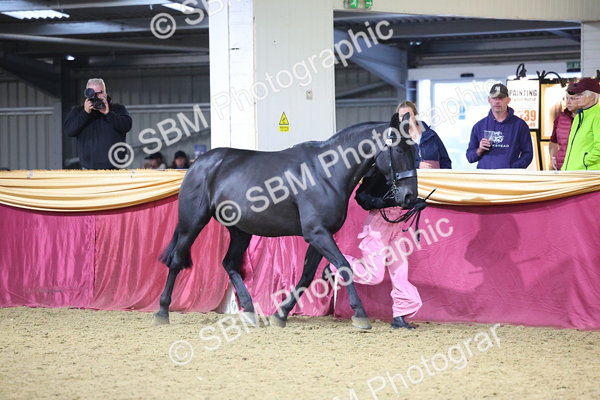 SBM_19126 - Class I Competition/ Riding Club Champ