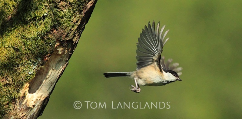 Willow Tit - All Other Birds