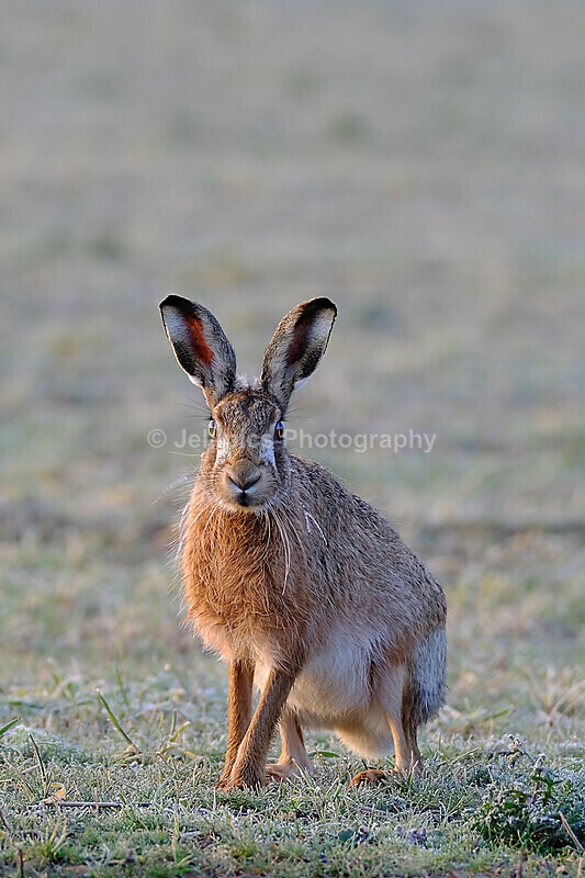  - Wildlife and Nature