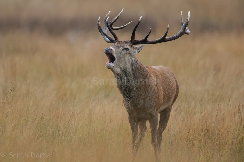 RD04 - Deer for Graham