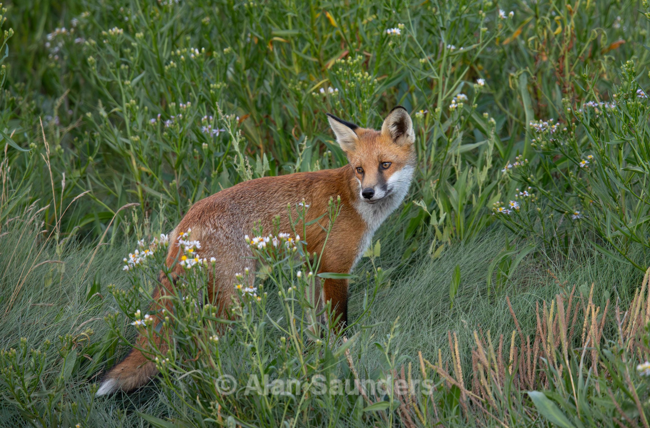 Red Fox 4