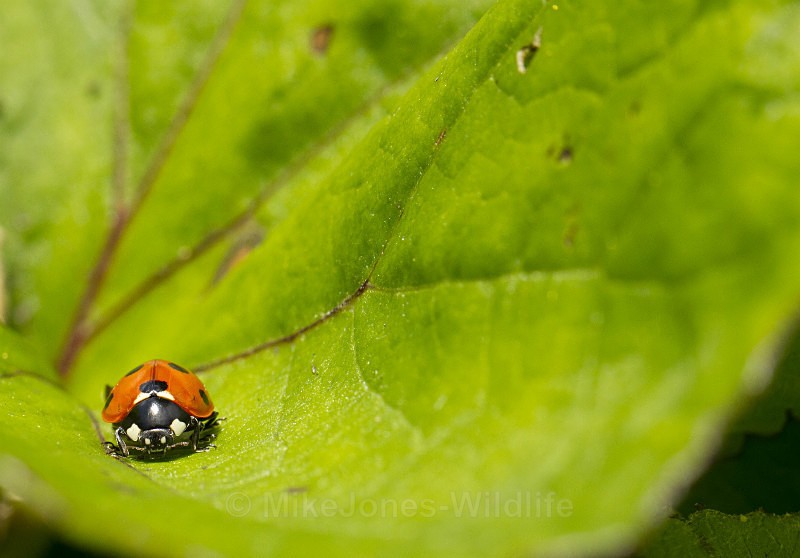 ' Ladybird ' - MACRO IMAGES