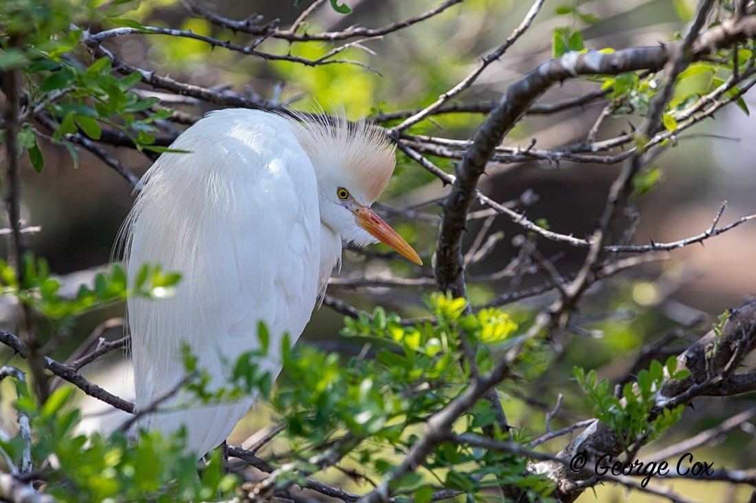 Bird Cattle Egret - South Africa - Limpopo