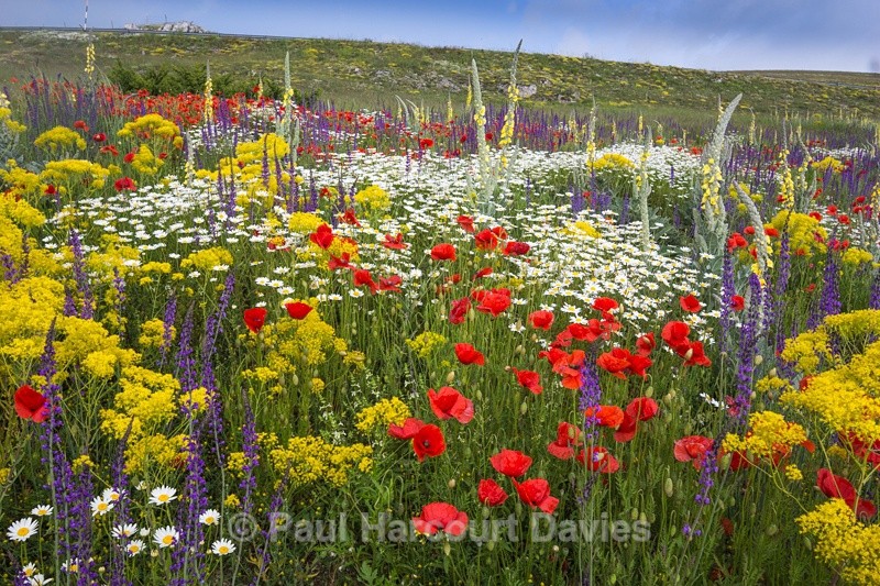  - Plants: wide-angle