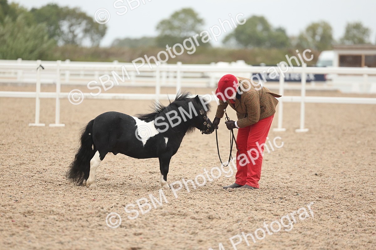 SBM_19358 - Class 317 - IH Pure Bred Horse-Pony