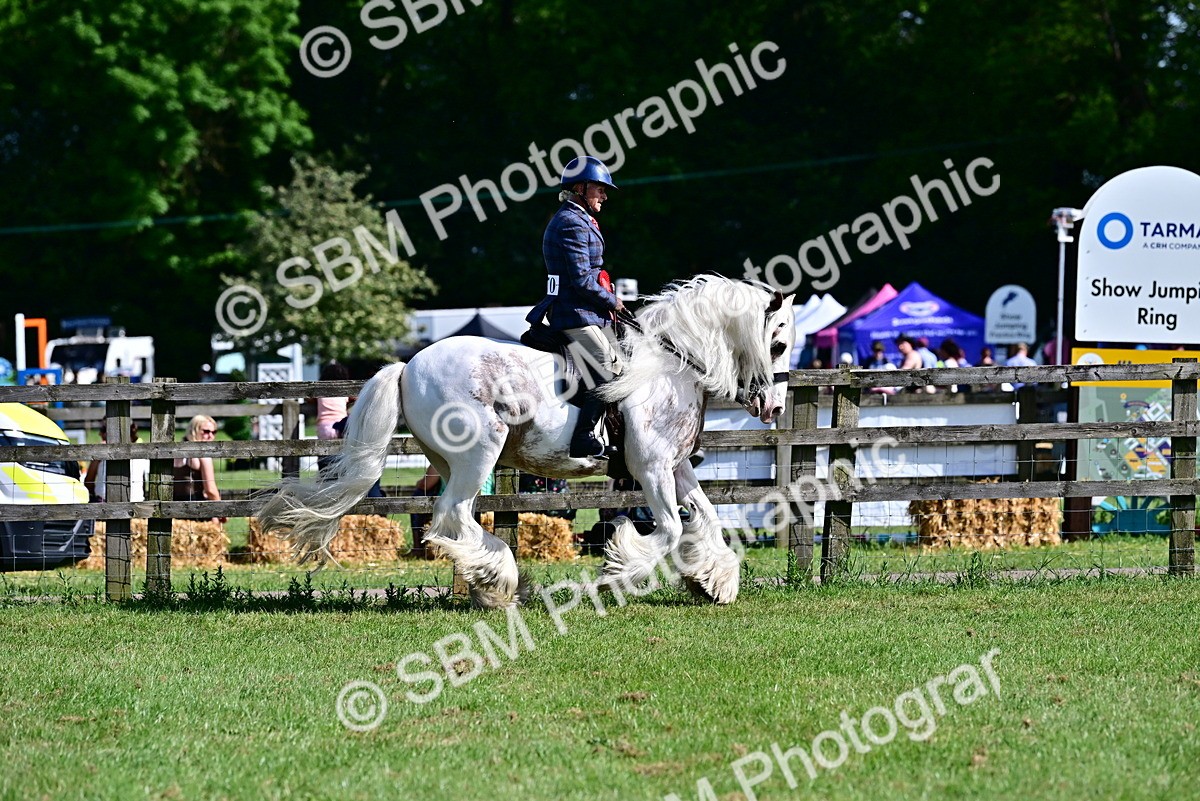 SBM_09449 - Class 63-65 - Traditional Gypsy Cobs In Hand & Ridden