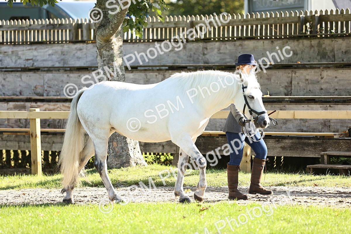 SBM_15937 - S1 - TSR in Hand Horse & Pony Showing