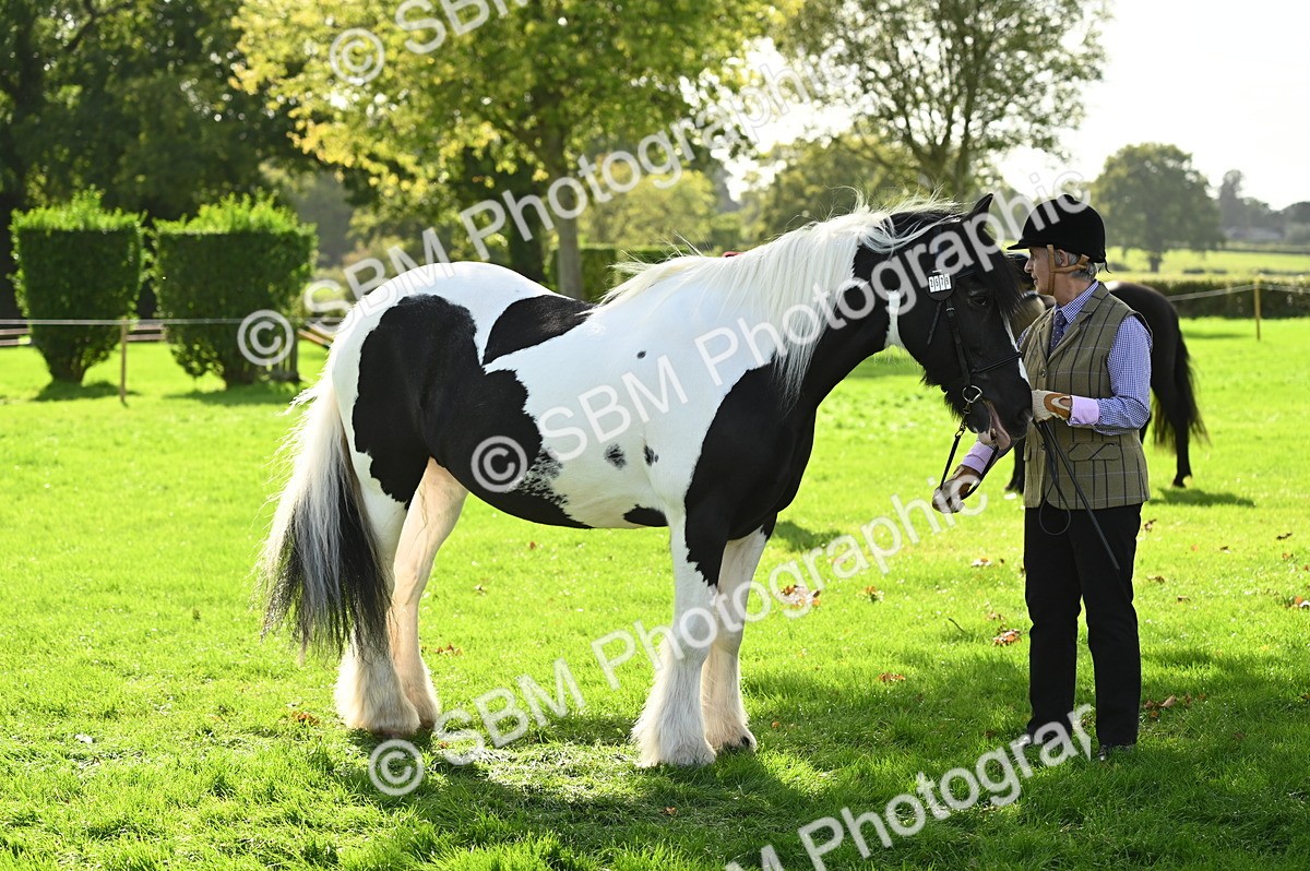 SBM_24993 - S5 - Novice & Newcomer In hand