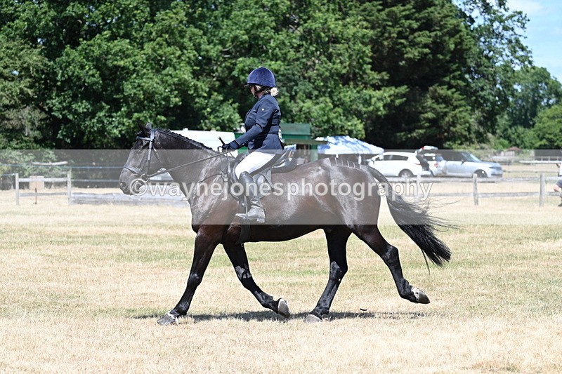 WJ7_2931 - Class 7 Riding Club Show Horse
