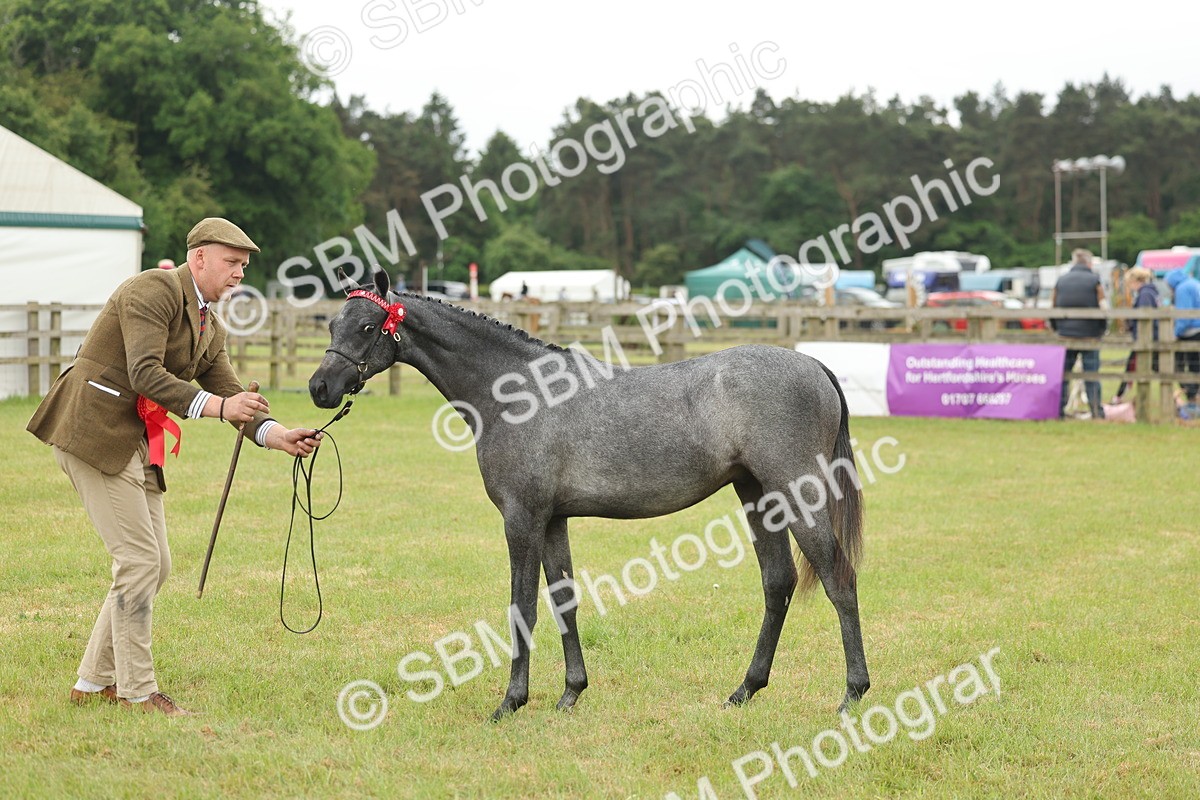 SBM_05382 - Class 68-73 - Riding Pony Breeding