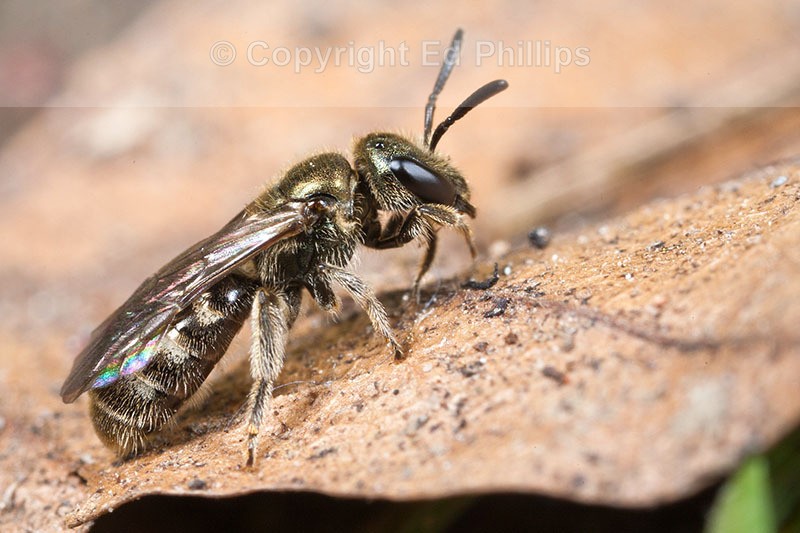 Lasioglossum smeathmanellum