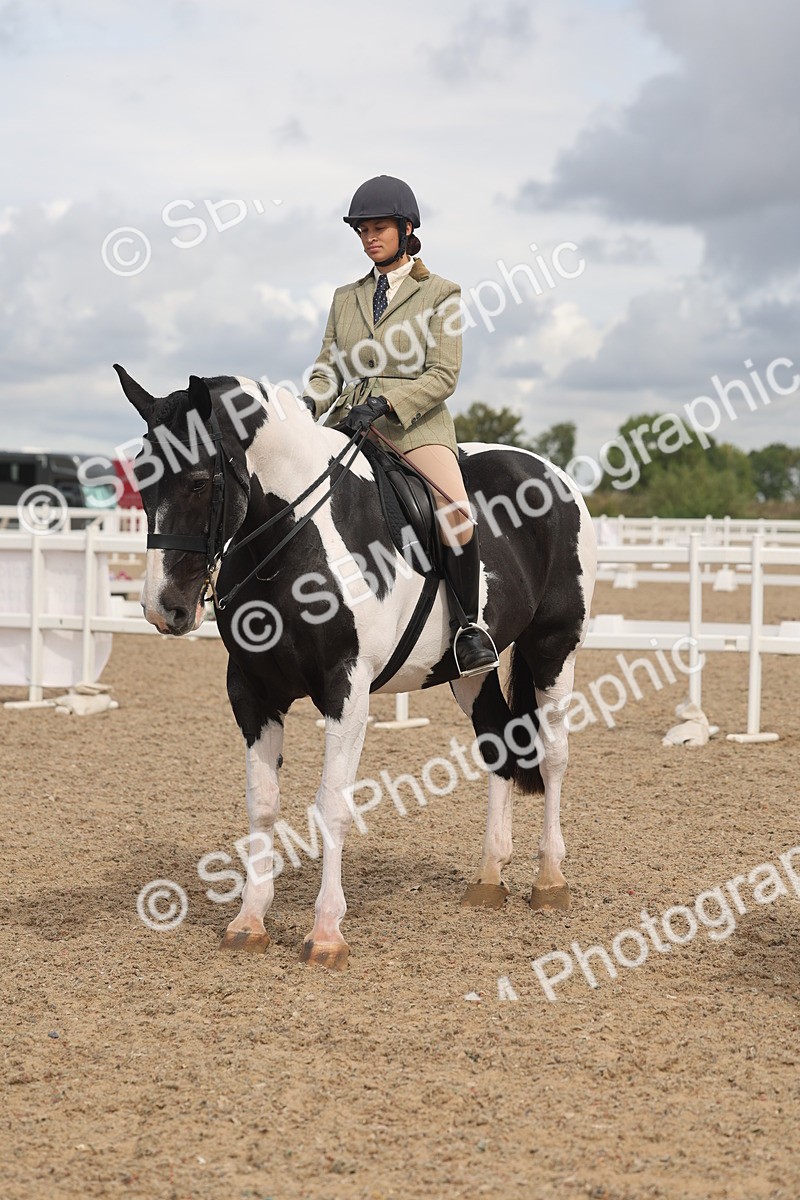 SBM_04451 - Class 18 - Handsomest Gelding (IH or Ridden)