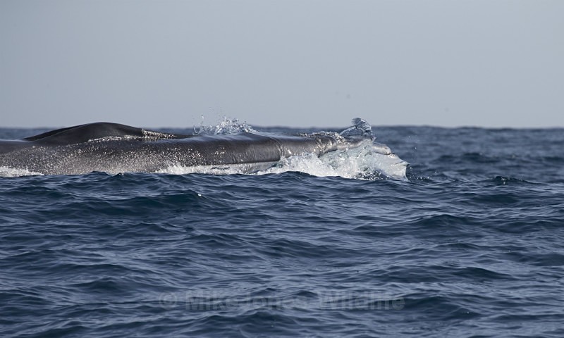 Fin Whale, Pico Island, Azores - WHALES. Azores, Scotland, Iceland.