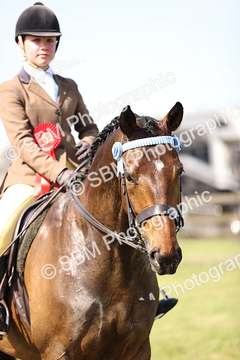 SBM_12951 - Class 75-76 LIHS BSHA Rising Star Hack Riding Horse