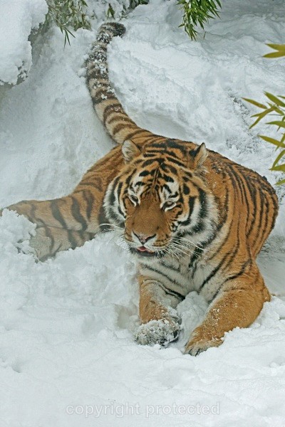 Amur Tiger - Igor slipping (Colchester Zoo) - Tigers