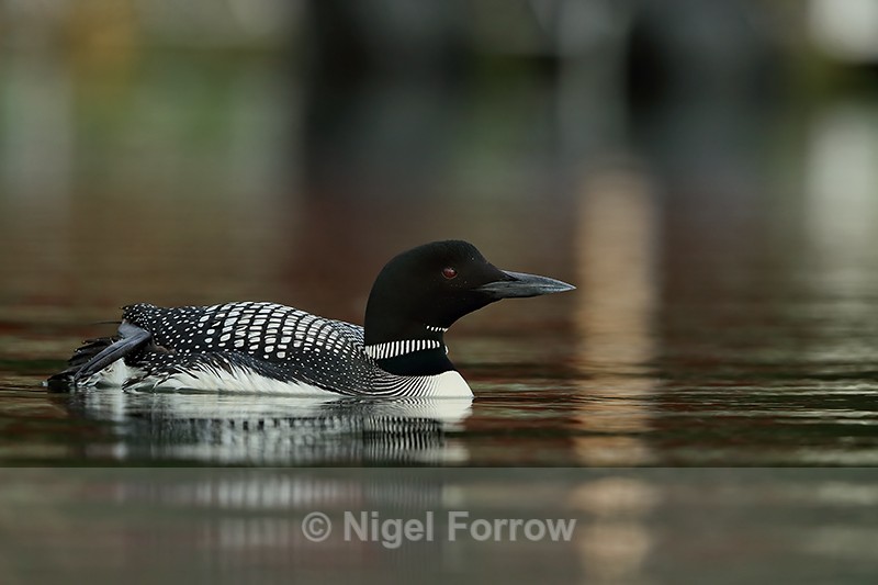 Common Loon & coloured reflections, Minnesota, USA - Great Northern Diver