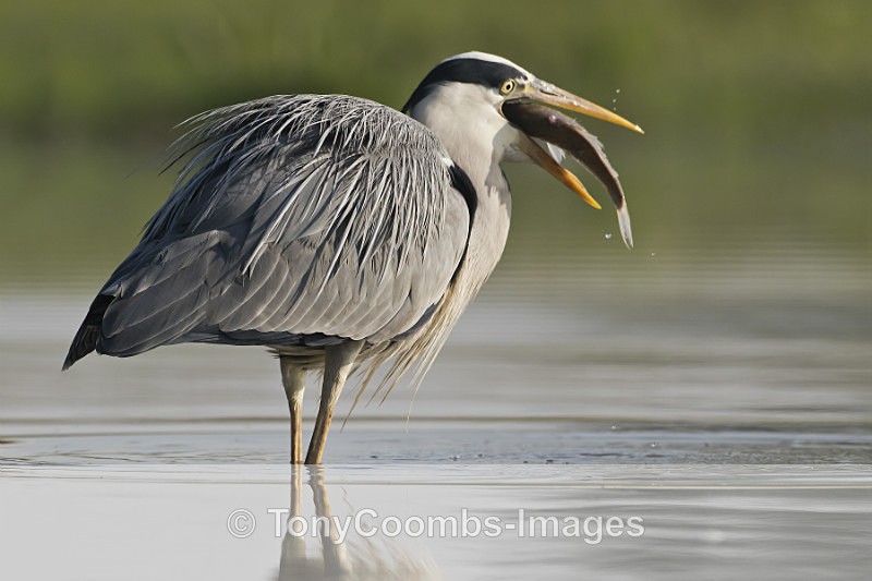 Grey Heron - Egret & Stork Hide