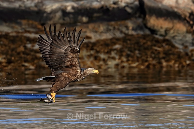 Sea Eagle & fish, cliff background, Flatanger, Norway - White-tailed Sea-Eagle