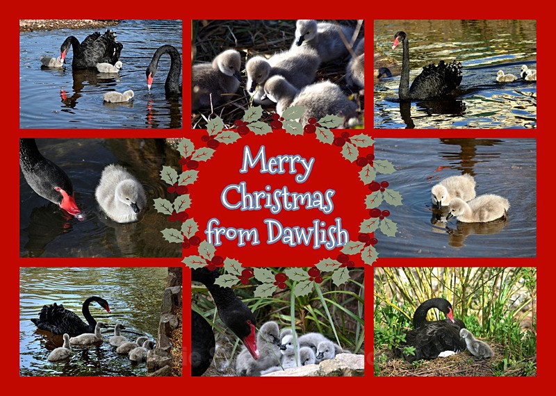 XM064 NEW 2026 - Xmas - Black Swan Collage - Xmas Cards Dawlish