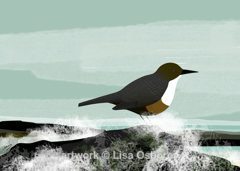 Dipper - Birds