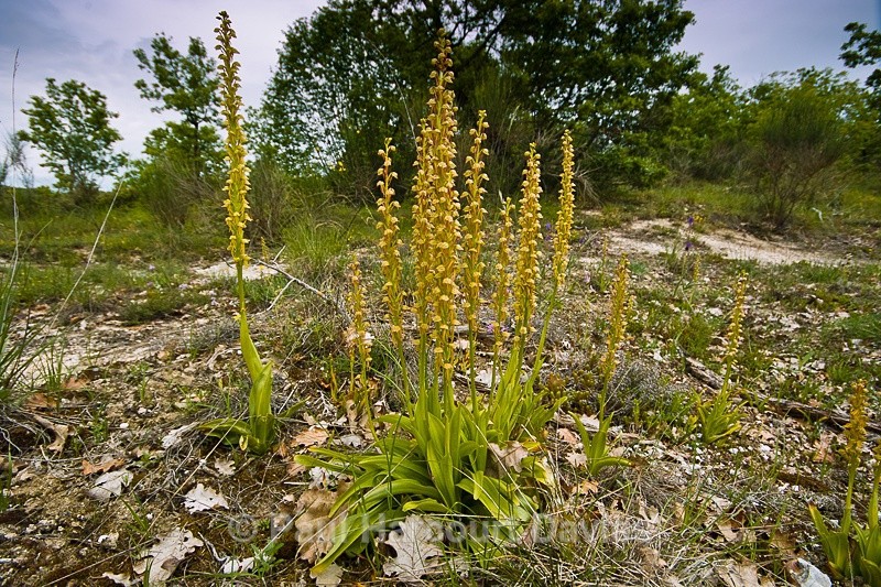  - Orchids - Orchis