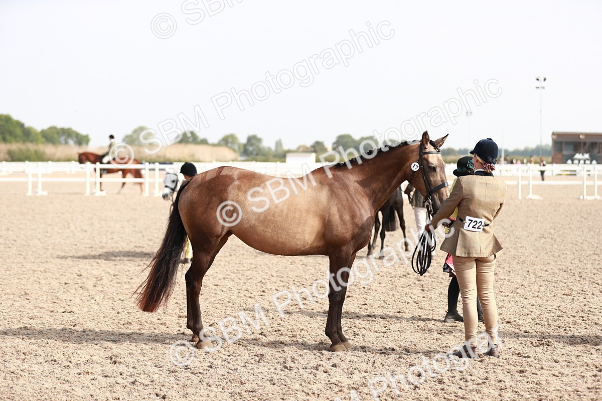 SBM_11089 - Class 205 IH Show Pony/ Show Hunter Pony
