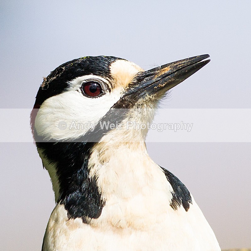 20130505-_MG_3469 - Woodpecker