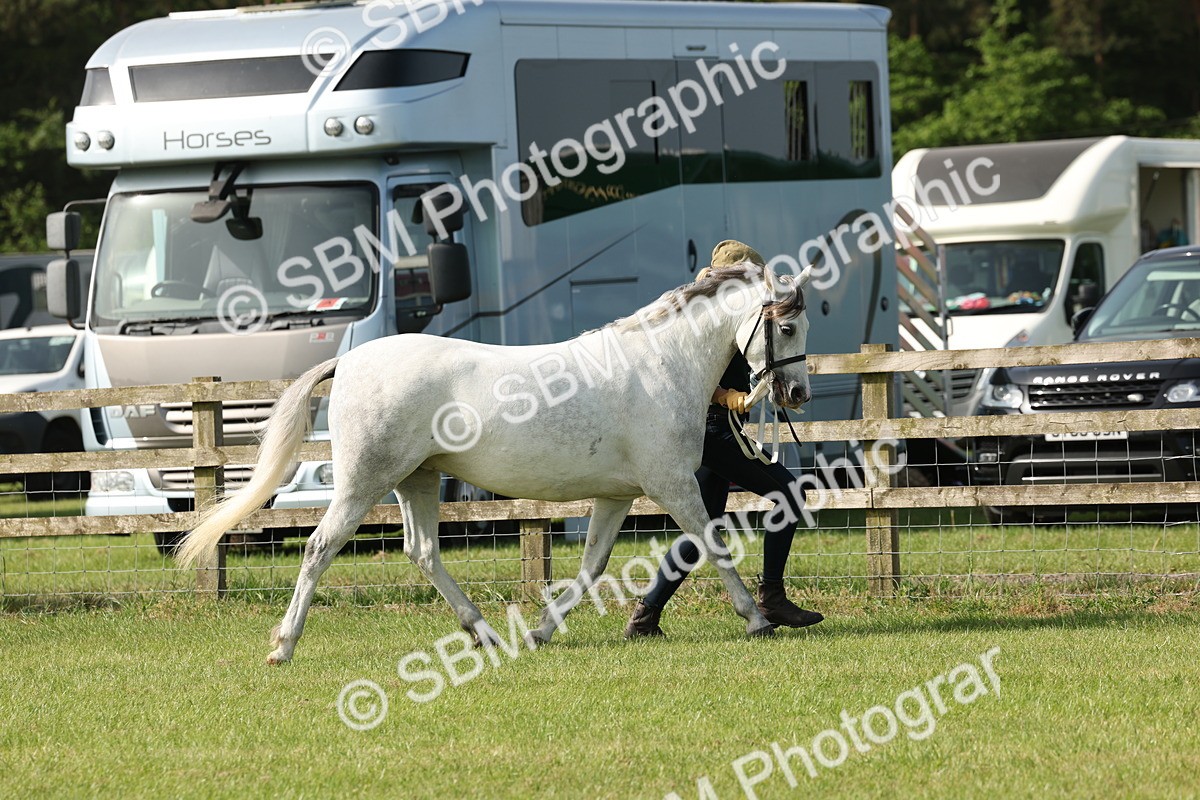 SBM_00745 - Class 6-13 - Mountatin and Moorland In Hand Welsh Breeds