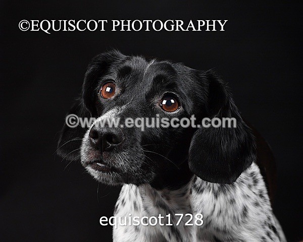 equiscot1728 - TAM