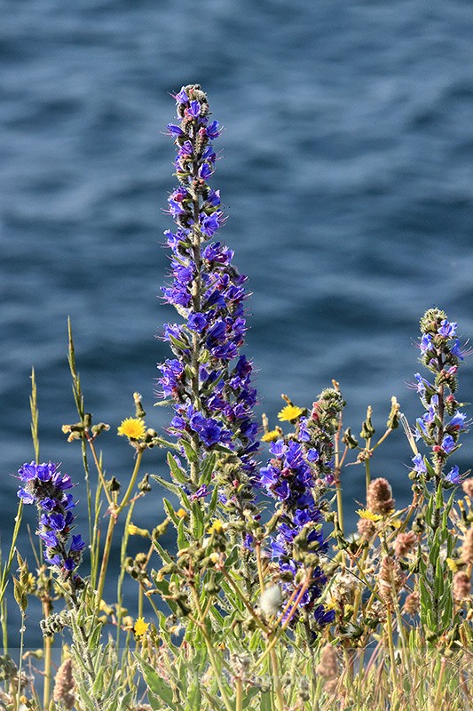 Viper's-bugloss flower spike, Dorset - PLANTS